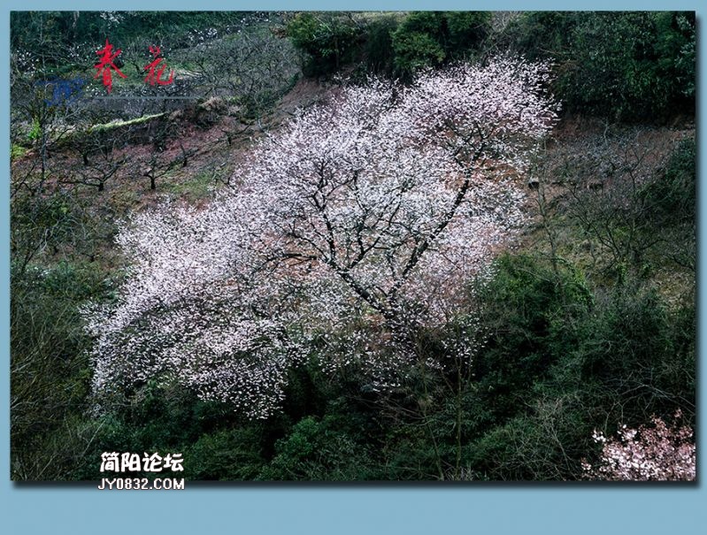 春花——34.jpg