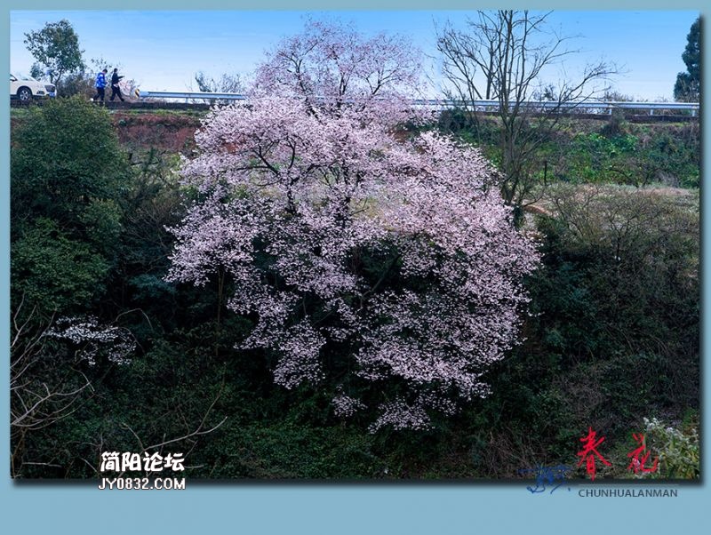 春花——37.jpg