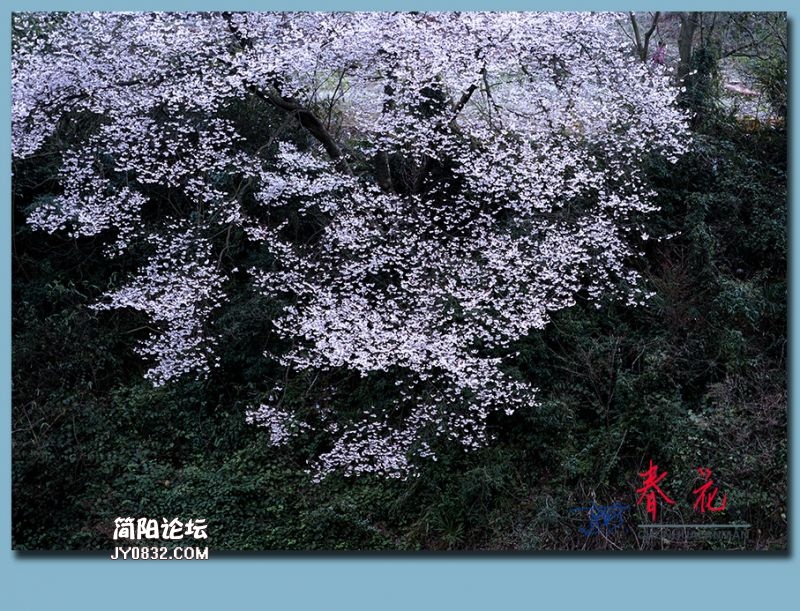 春花——40.jpg