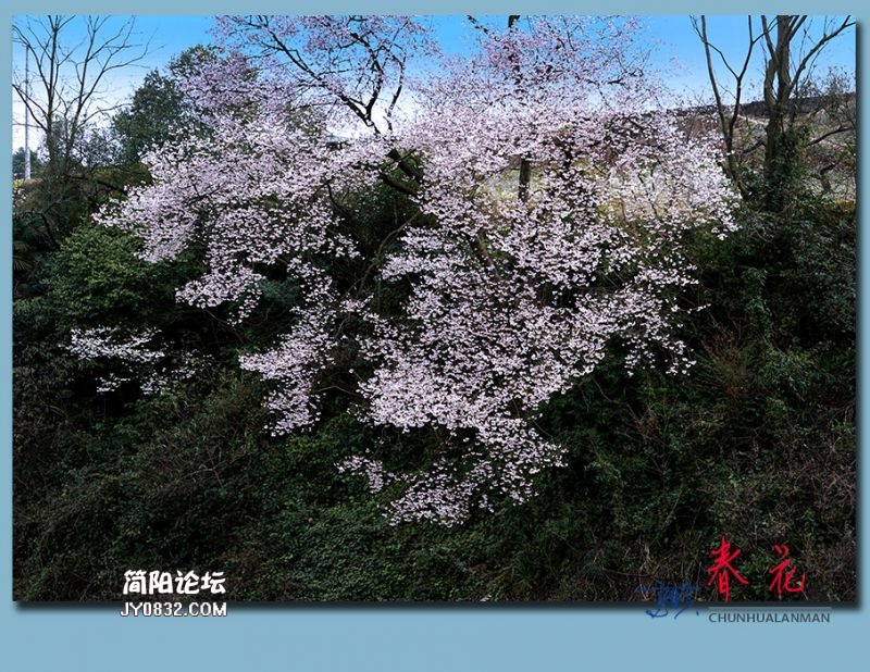 春花——41.jpg