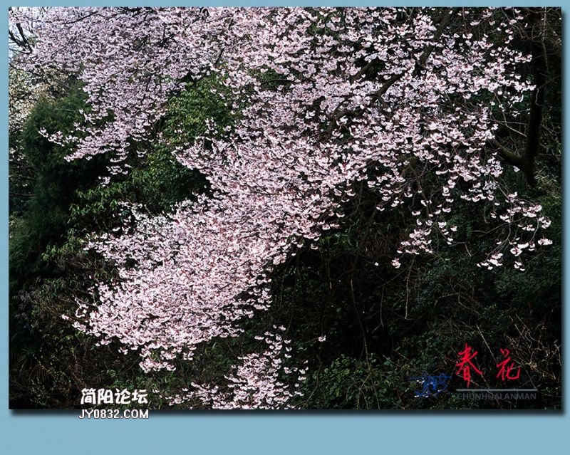 春花——42.jpg
