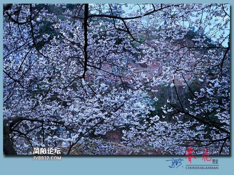 春花——43.jpg