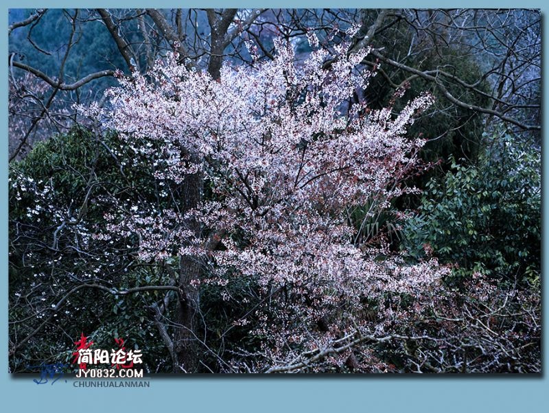 春花——44.jpg