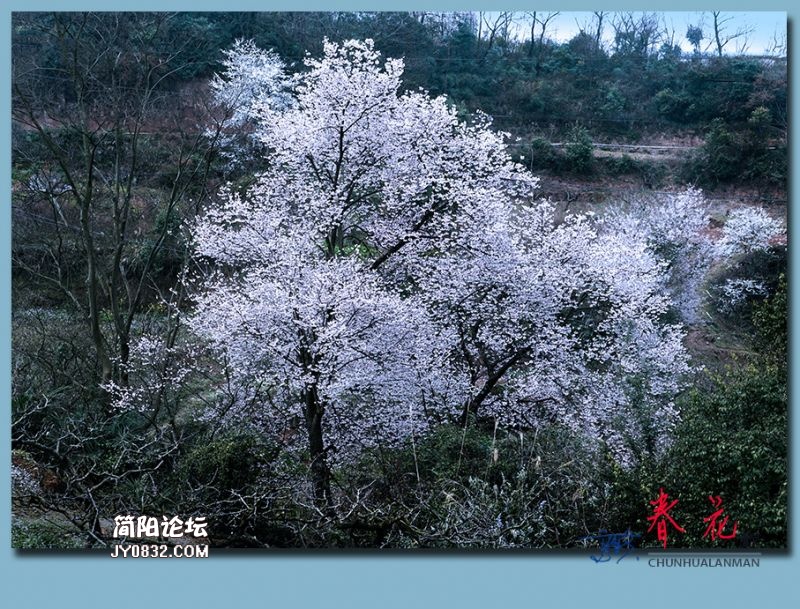 春花——46.jpg