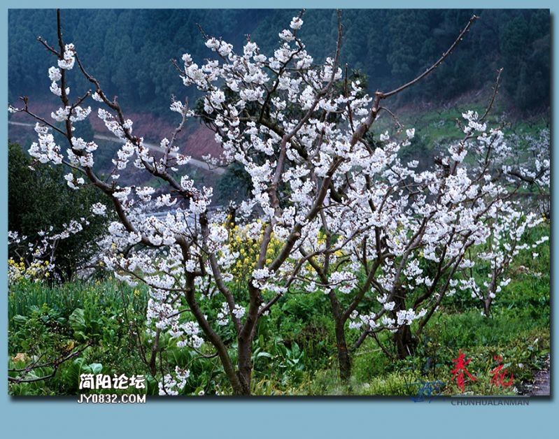 春花——47.jpg