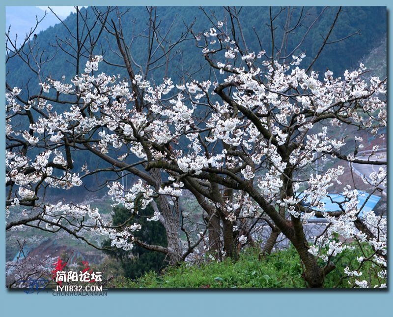 春花——48.jpg