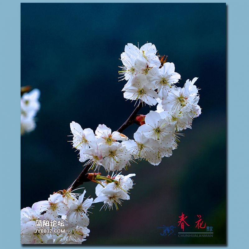 春花——49.jpg