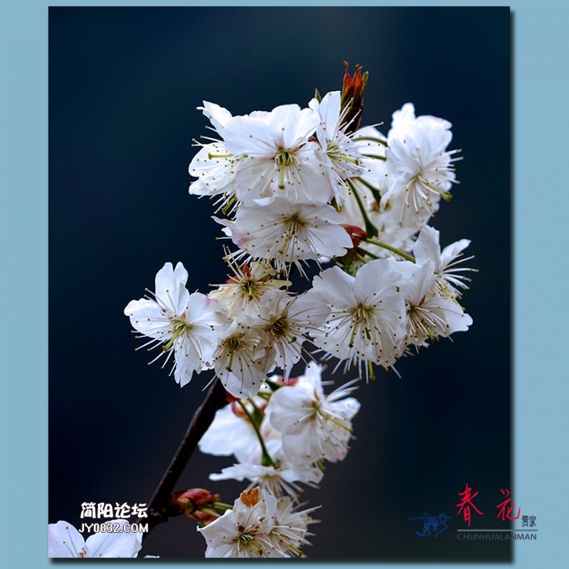 春花——51.jpg