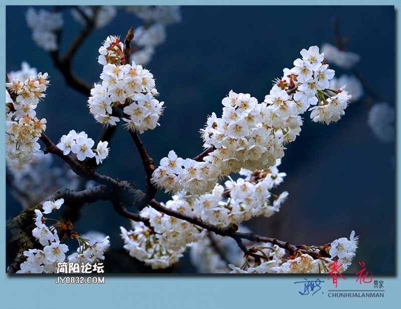 春花——50.jpg