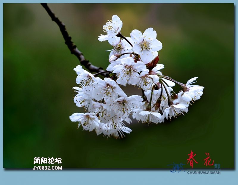 春花——52.jpg