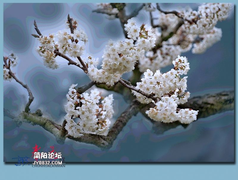 春花——54.jpg
