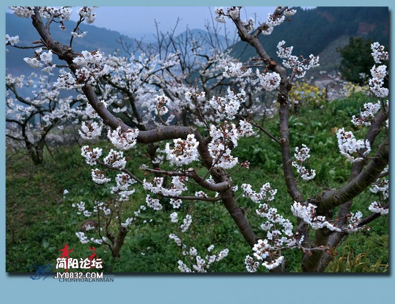 春花——55.jpg