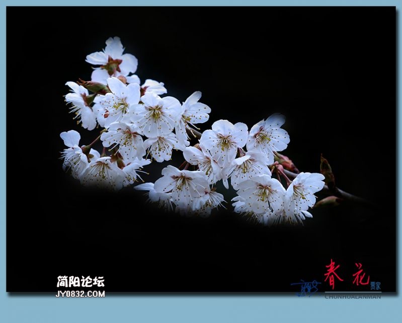 春花——56.jpg