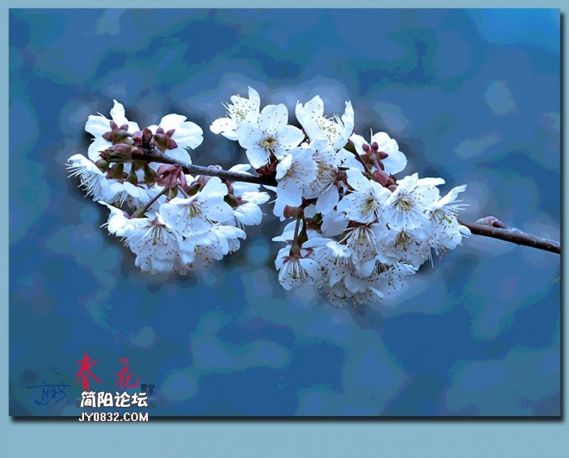 春花——57.jpg