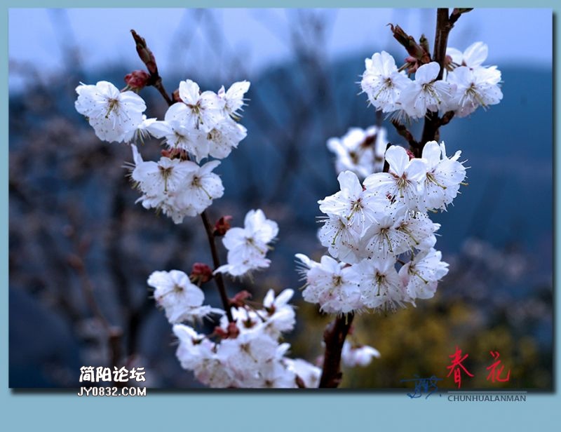 春花——58.jpg
