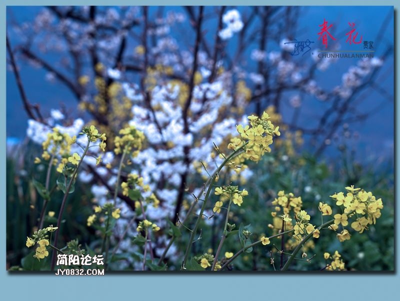 春花——59.jpg