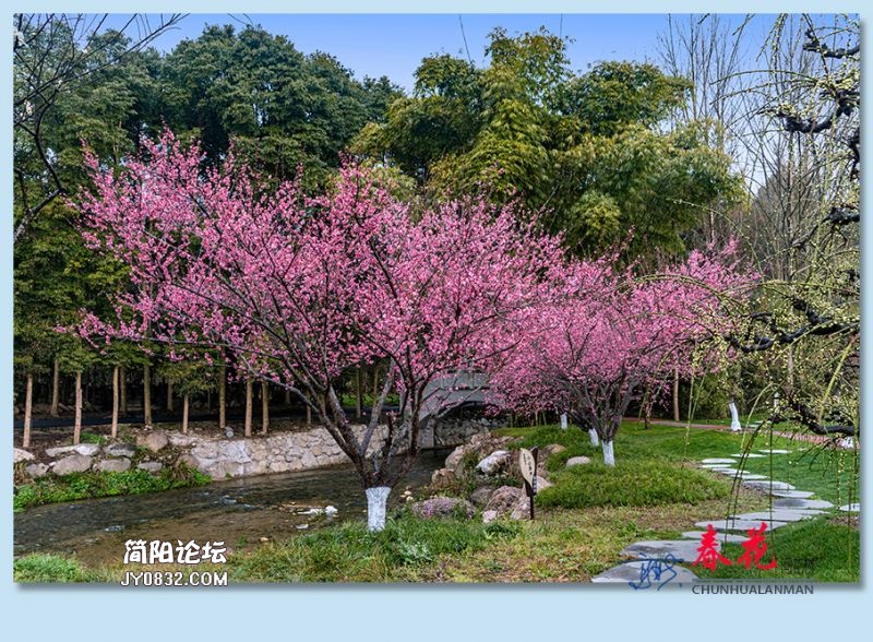 春花——10.jpg
