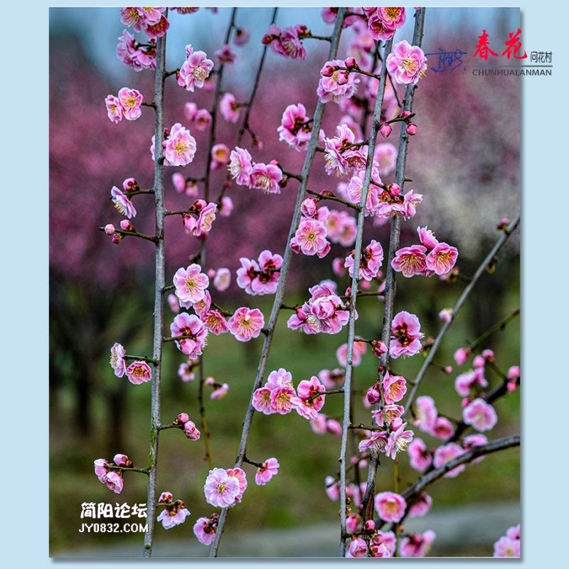 春花——21.jpg