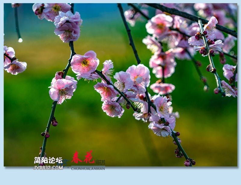 春花——28.jpg