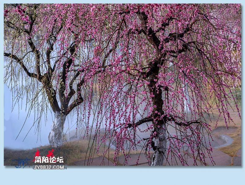 春花——40.jpg