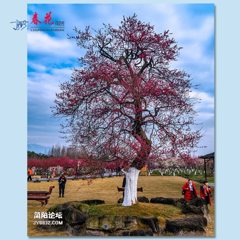 春花——46.jpg