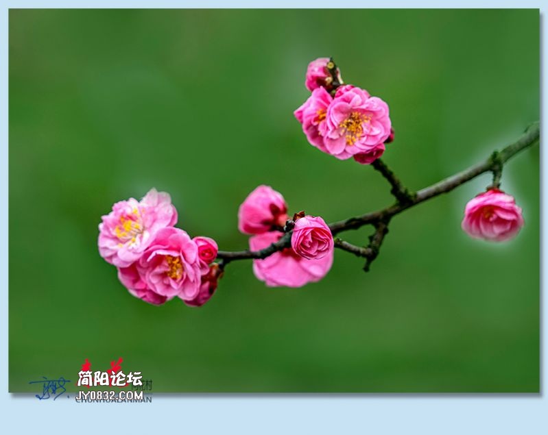 春花——53jpg.jpg