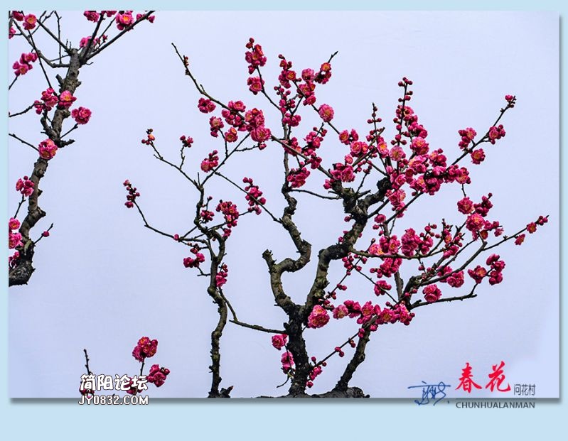 春花——54.jpg