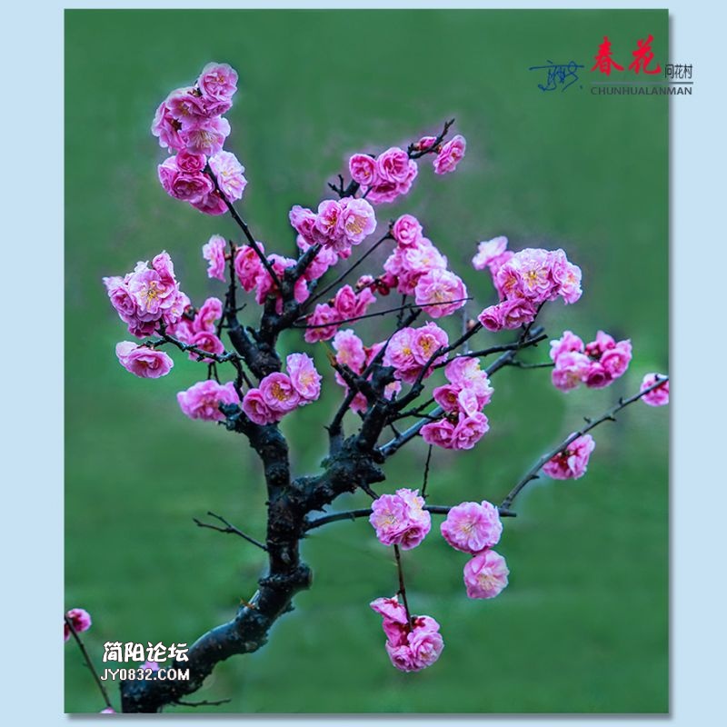 春花——58.jpg