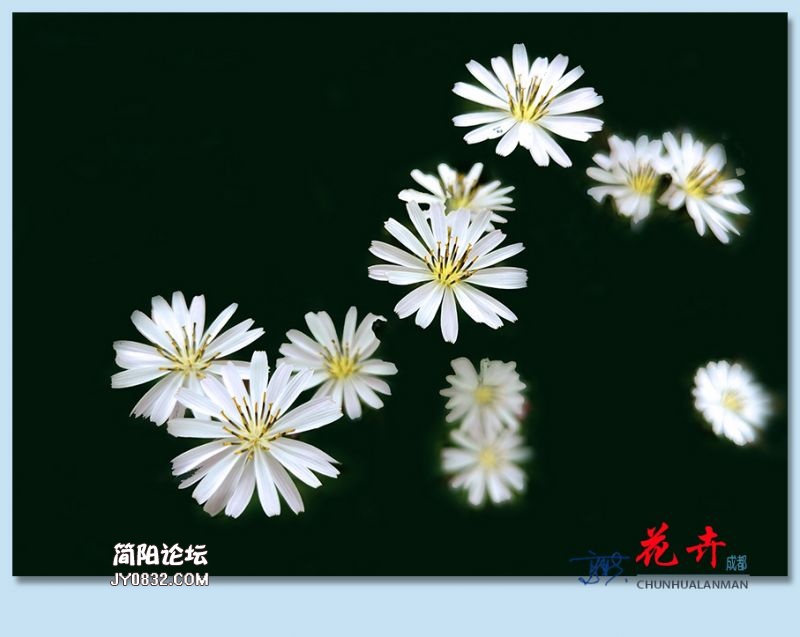 花卉——44.jpg