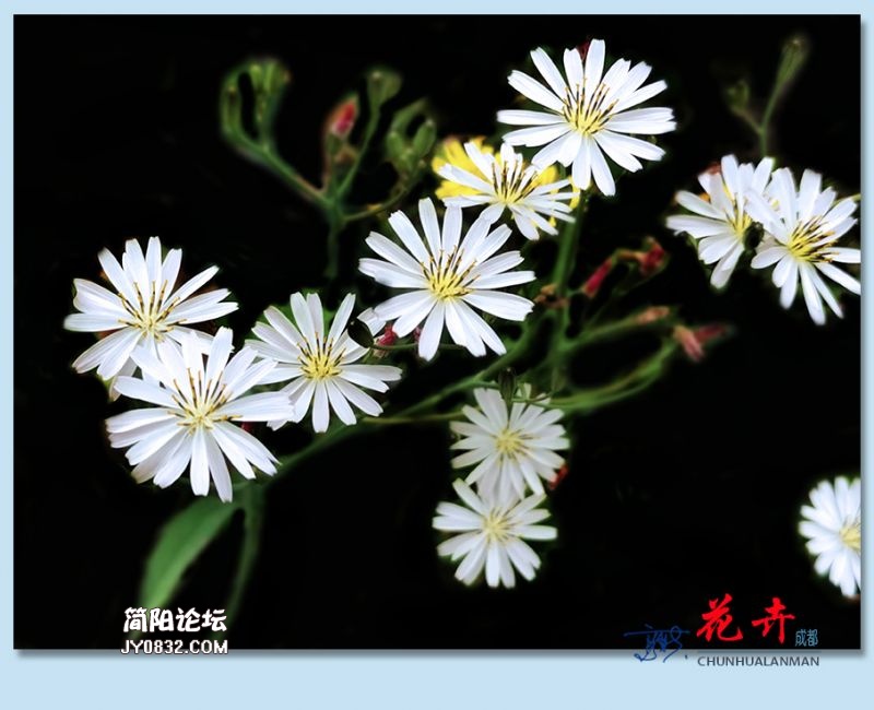 花卉——46.jpg
