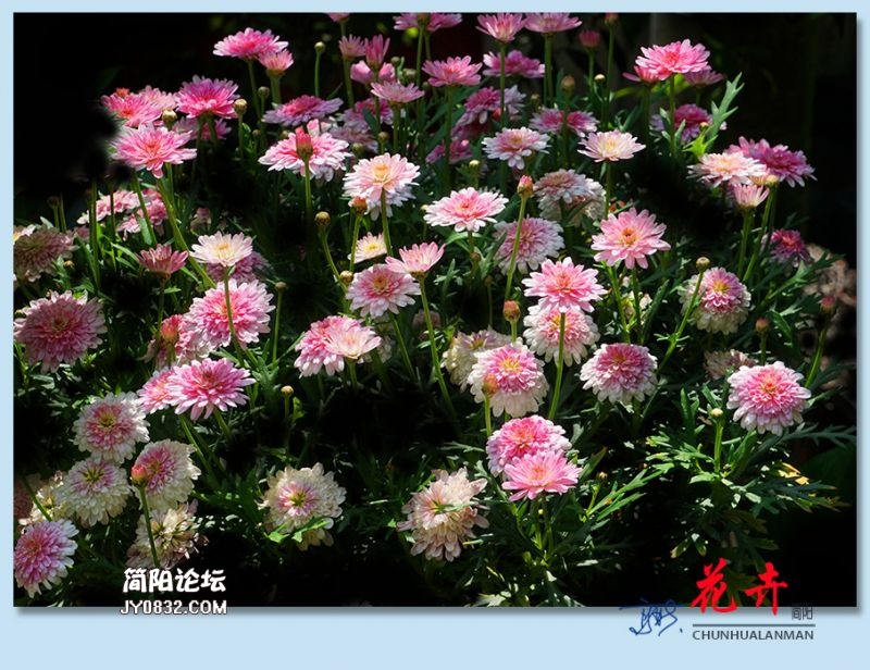 春花——06.jpg