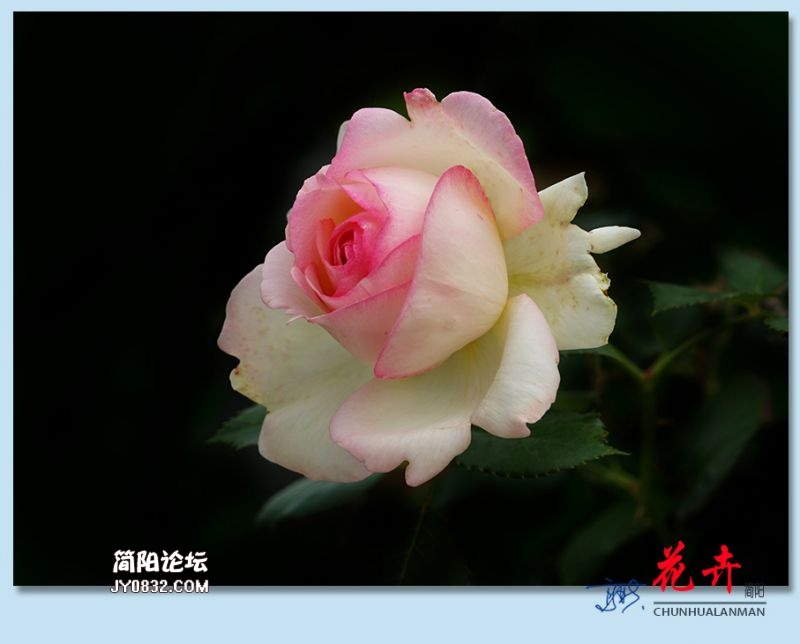 春花——09.jpg
