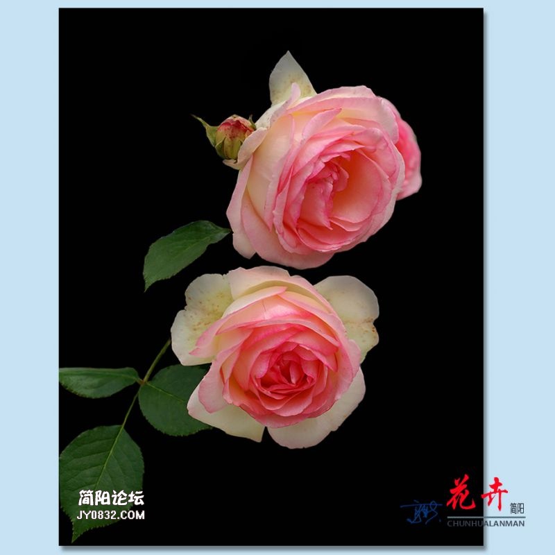 春花——10.jpg