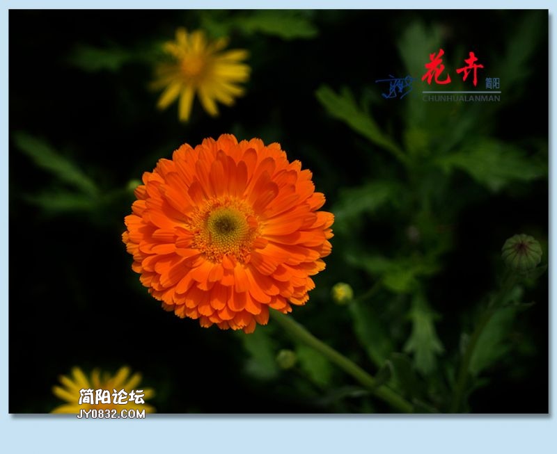 春花——11.jpg