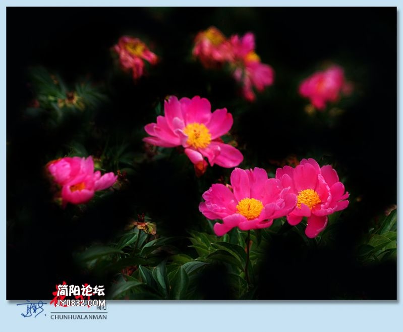 春花——13.jpg