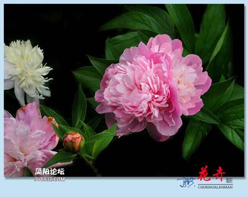 春花——16.jpg