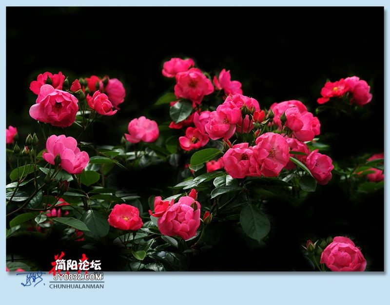 春花——19.jpg
