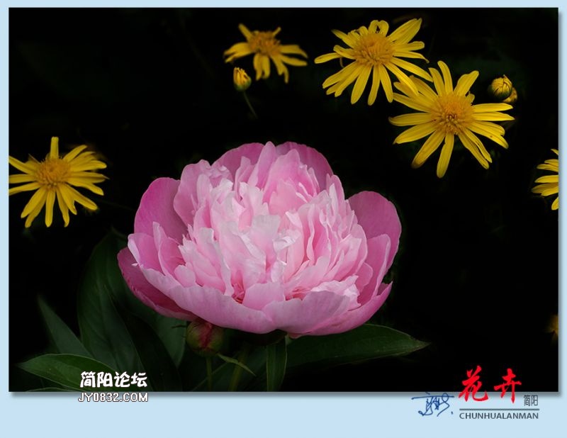 春花——17.jpg