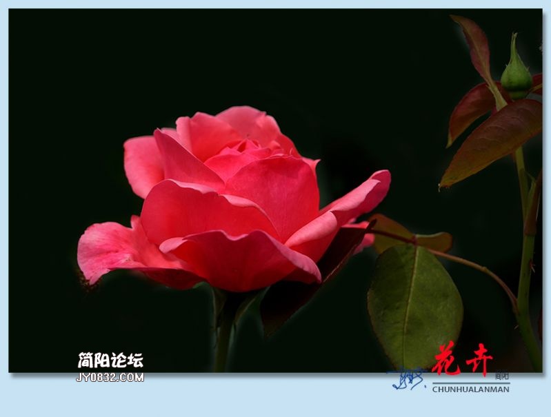 春花——20.jpg