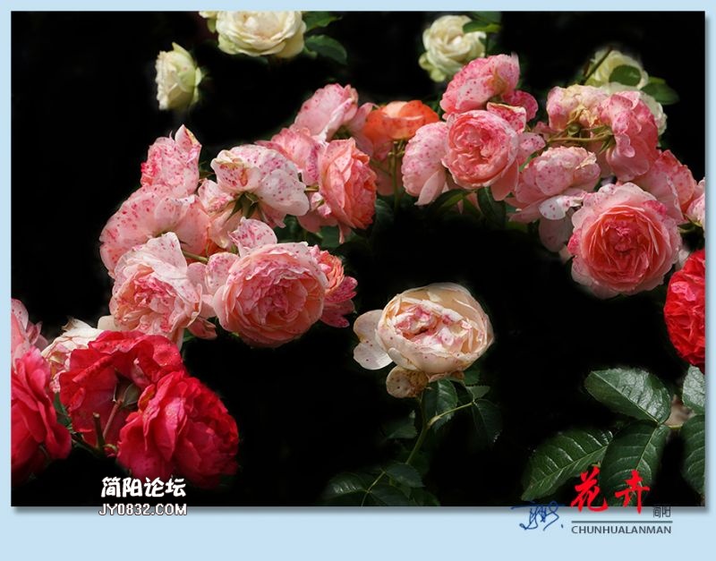春花——22.jpg