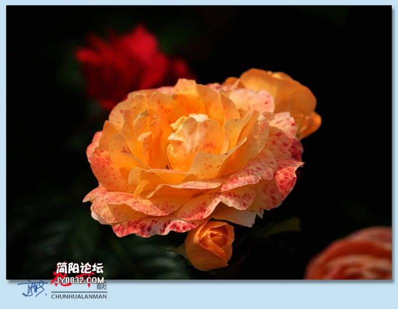 春花——21.jpg