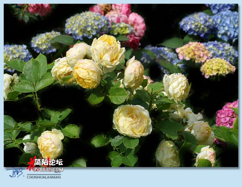 春花——26.jpg