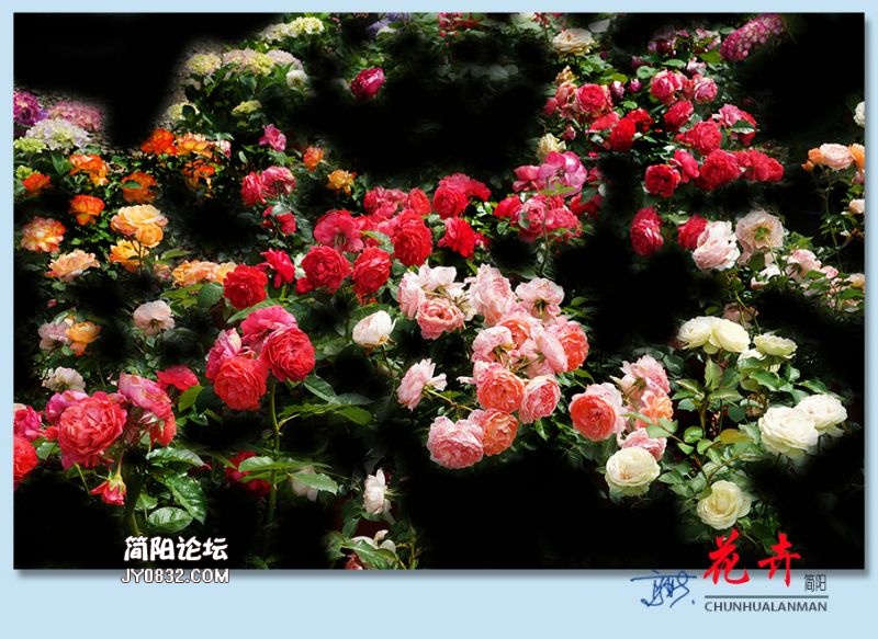 春花——24.jpg