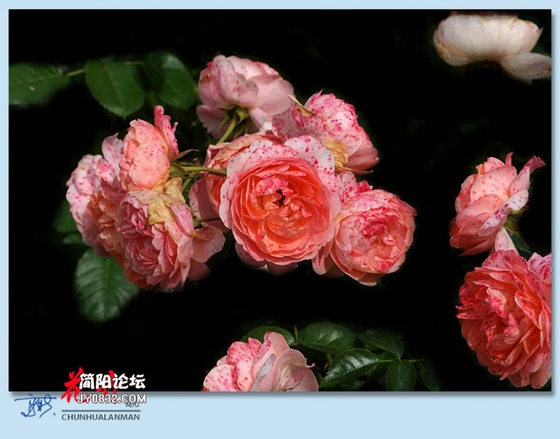 春花——25.jpg