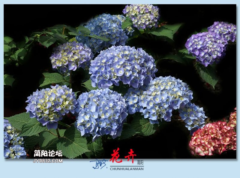 春花——29.jpg