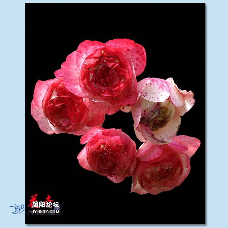 春花——30.jpg