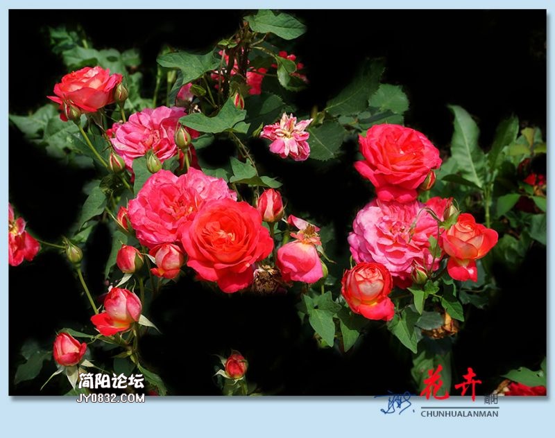 春花——33.jpg