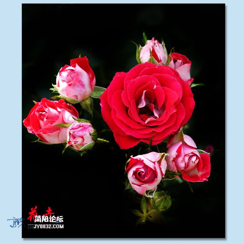春花——35.jpg