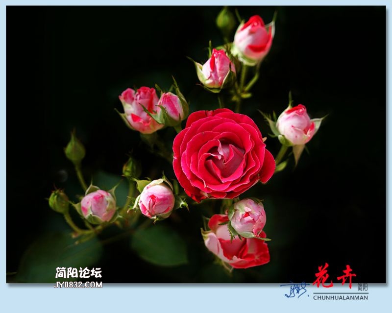 春花——34.jpg