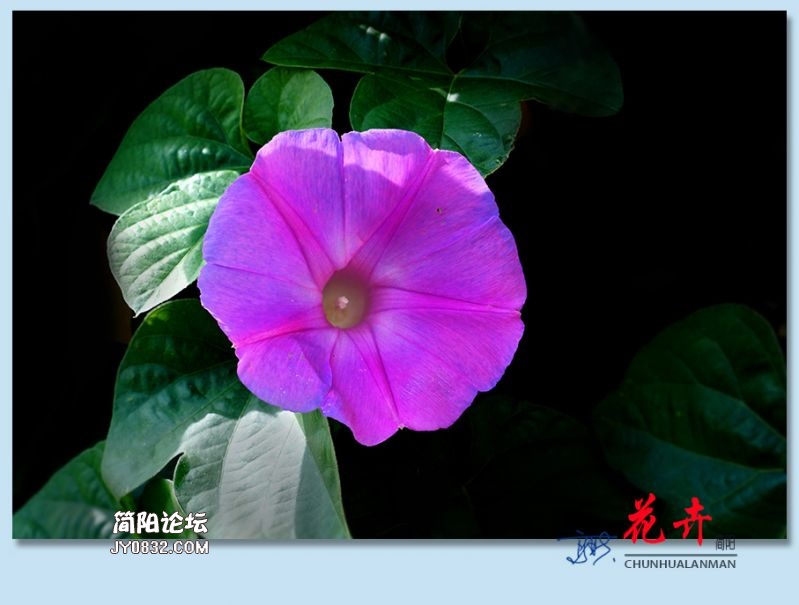 春花——36.jpg